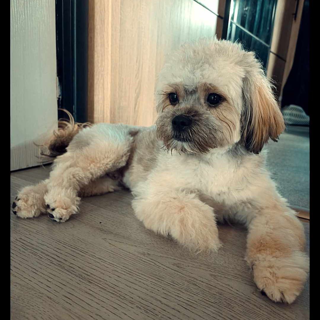 Soutěžní fotografie - Majky,  Shih-tzu