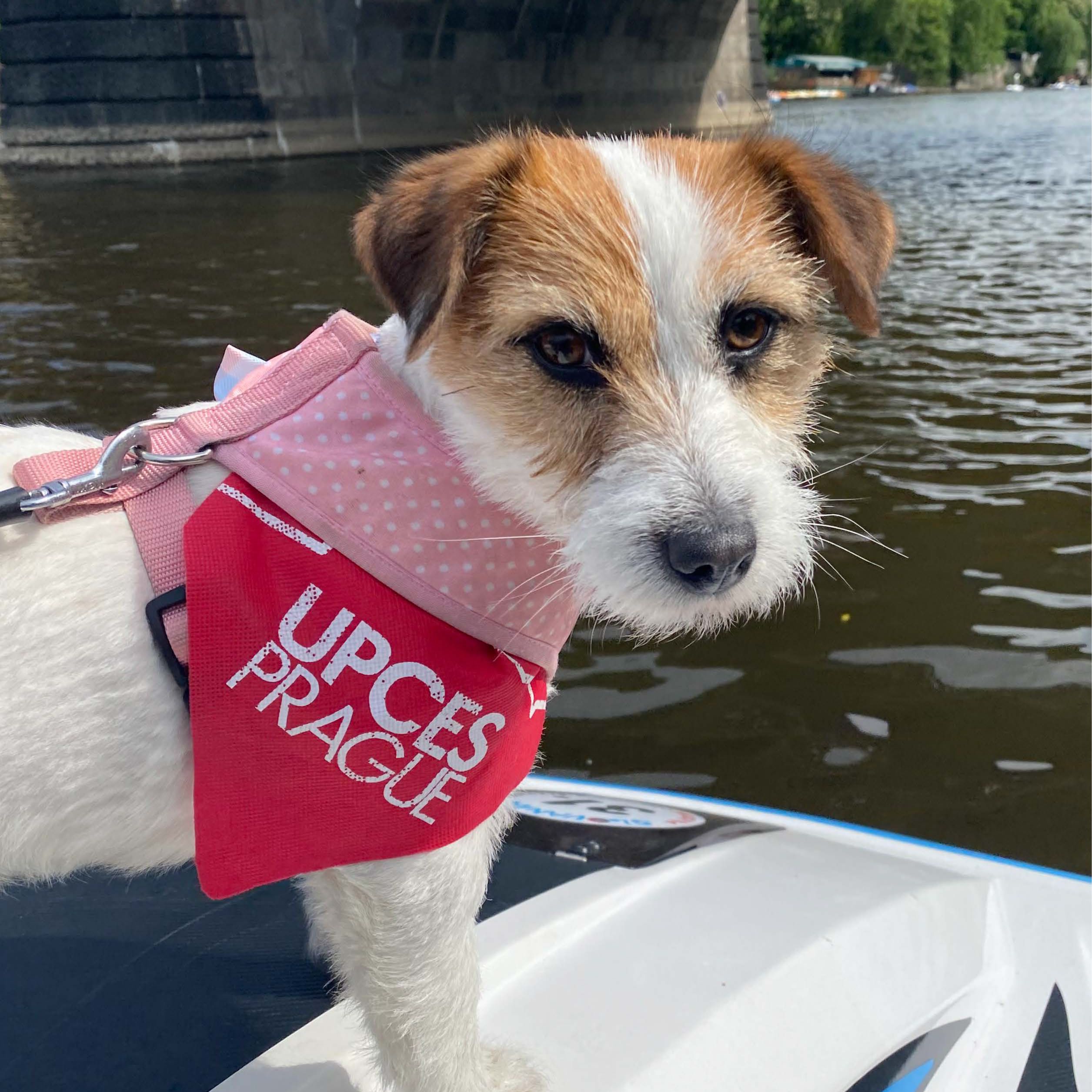 Soutěžní fotografie - Adélka,  Jack Russell Teriér