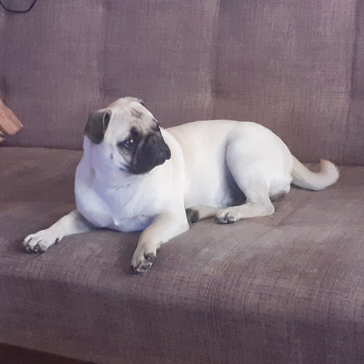Soutěžní fotografie - Lucy,  Mops