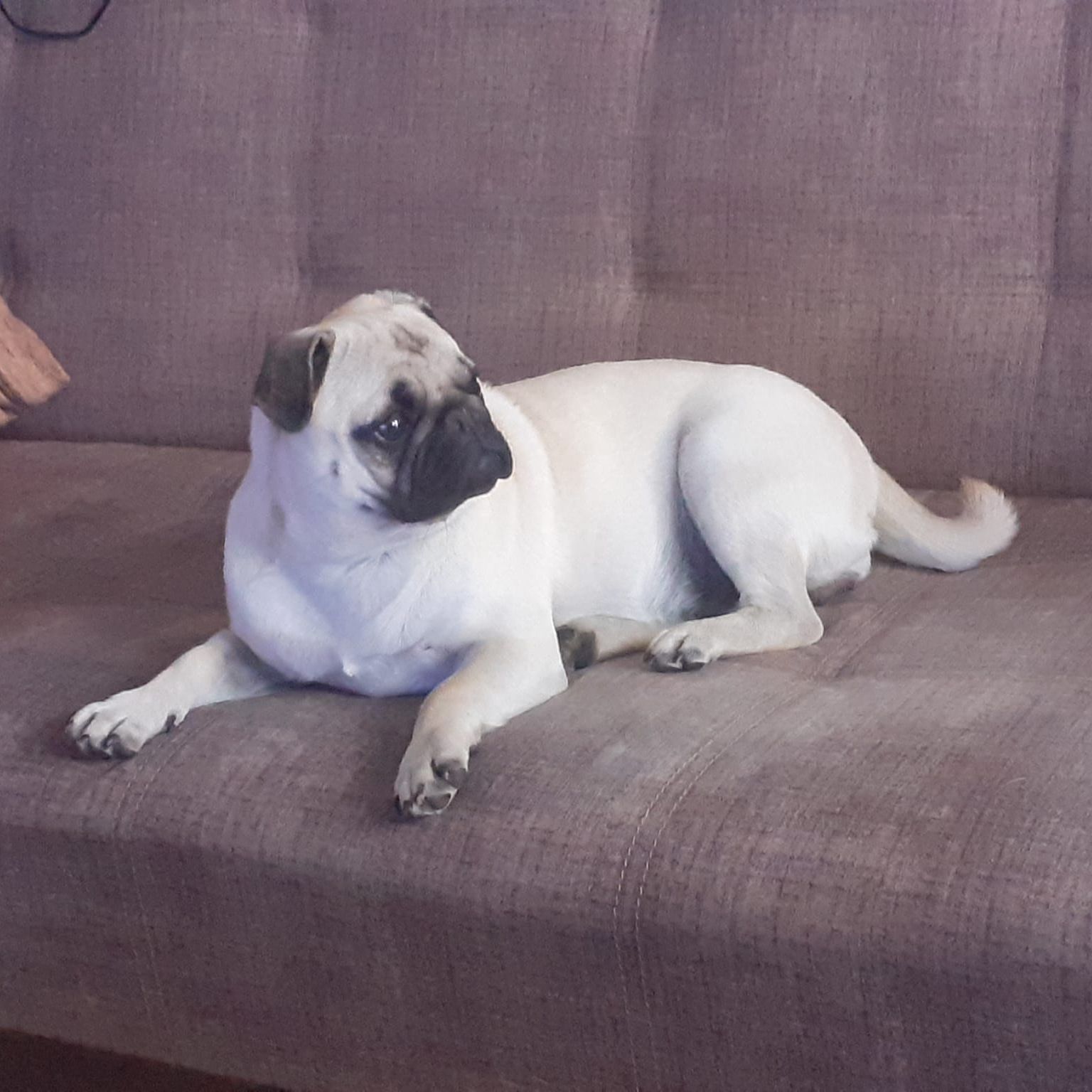 Soutěžní fotografie - Lucy,  Mops