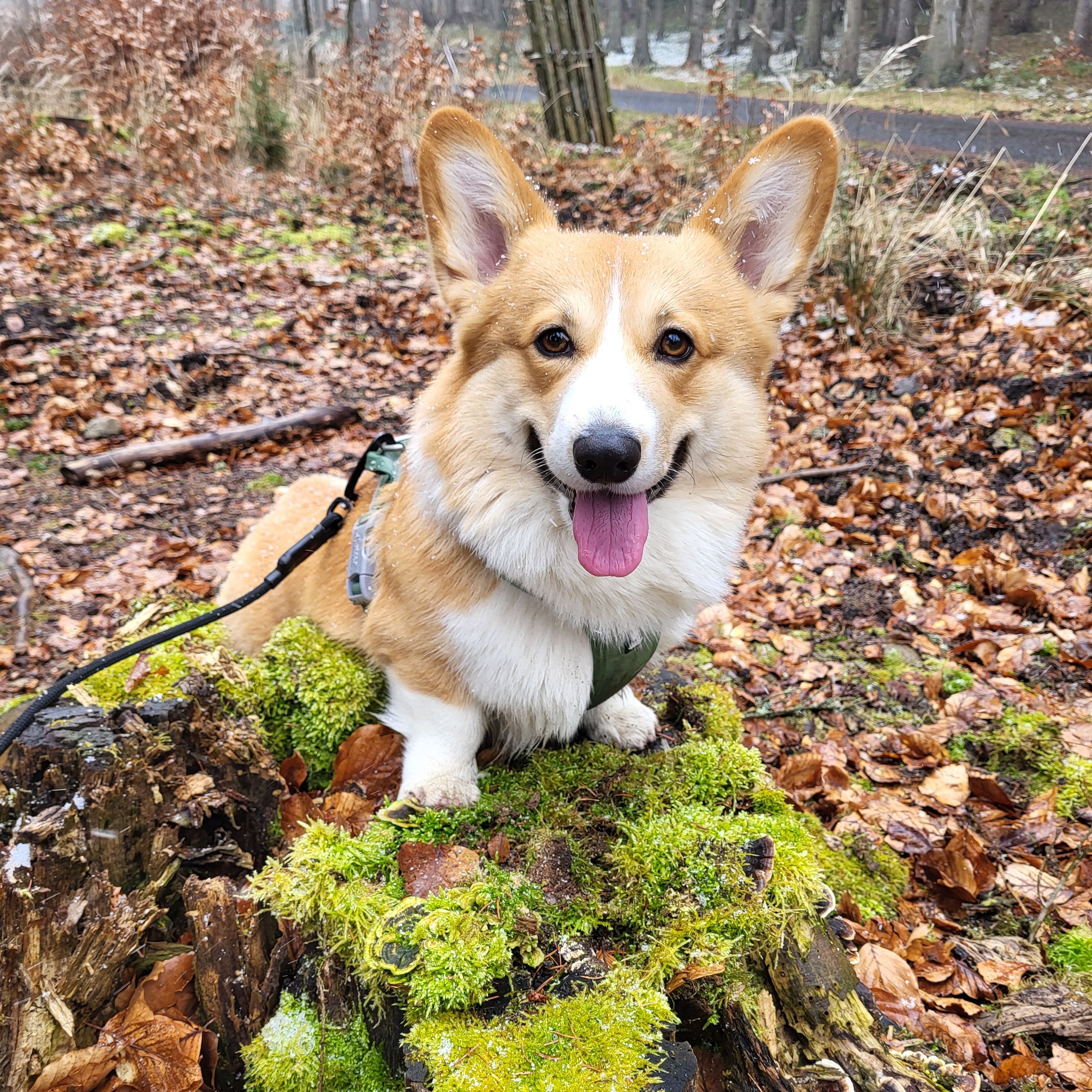 Soutěžní fotografie - Cooper,  Welsh Corgi Pembroke