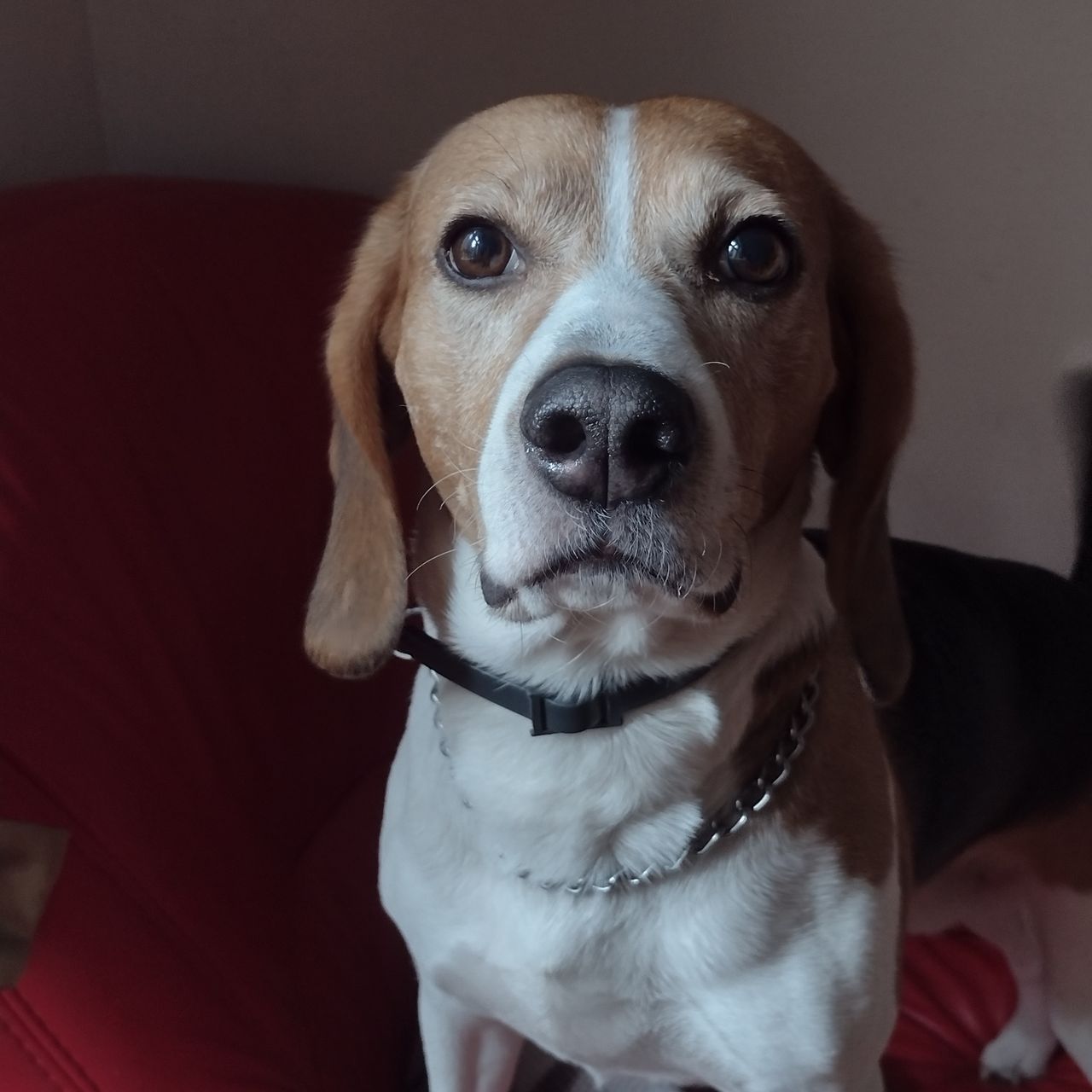 Soutěžní fotografie - Pako,  Beagle