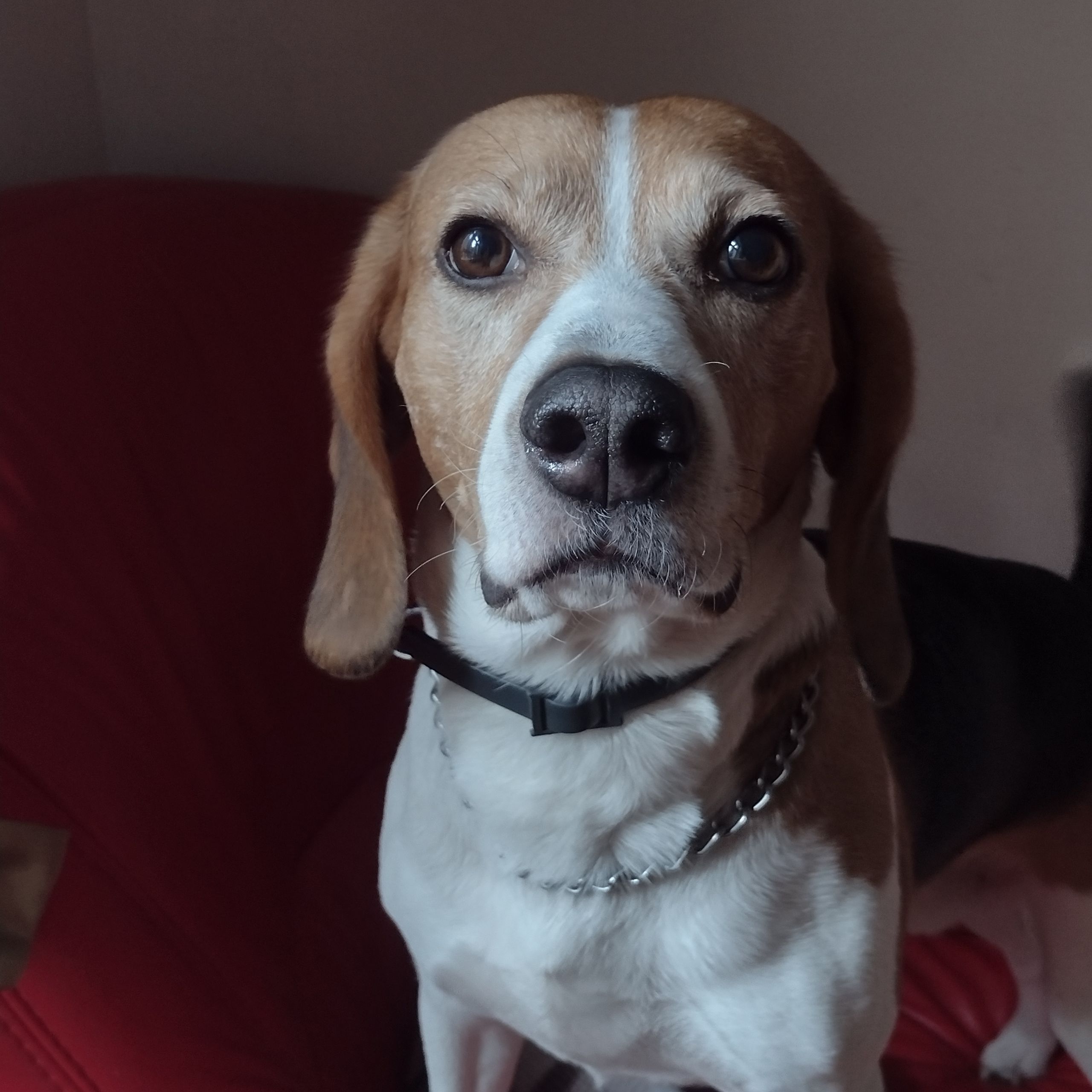 Soutěžní fotografie - Pako,  Beagle