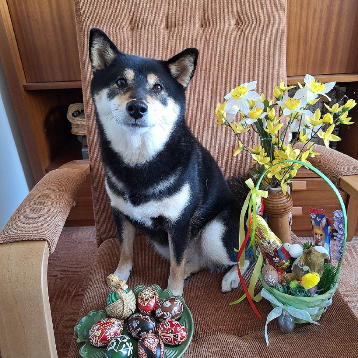 Soutěžní fotografie - Aimi,  Shiba