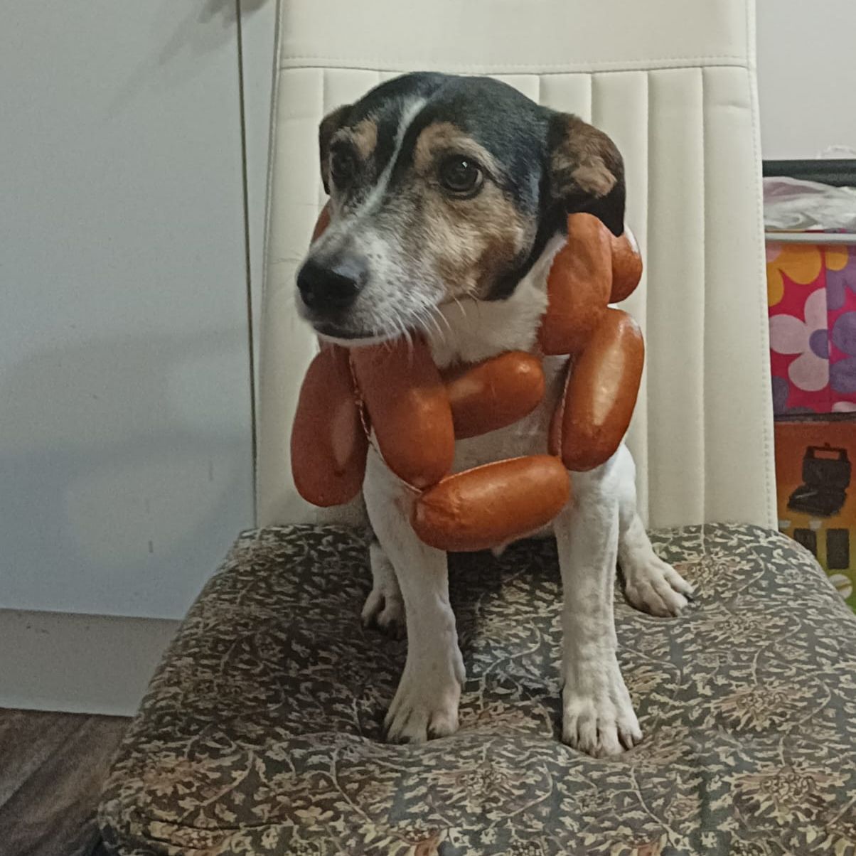 Soutěžní fotografie - Barry,  Jack Russell Teriér