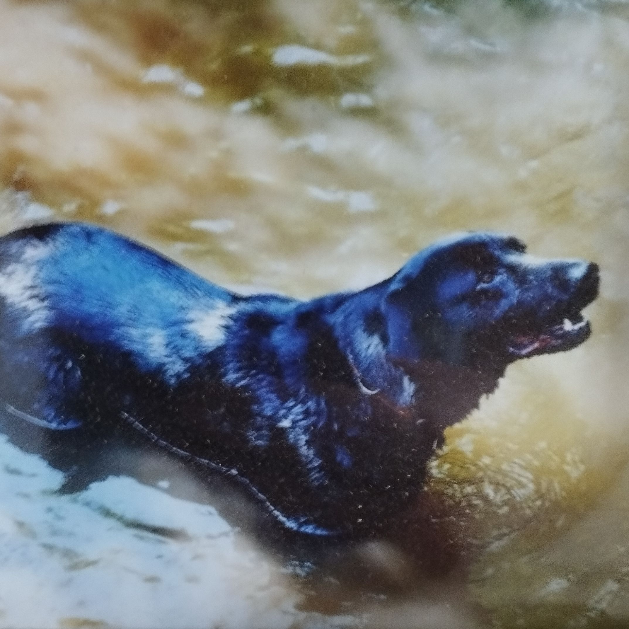 Soutěžní fotografie - Zeus,  Zlatý retriever