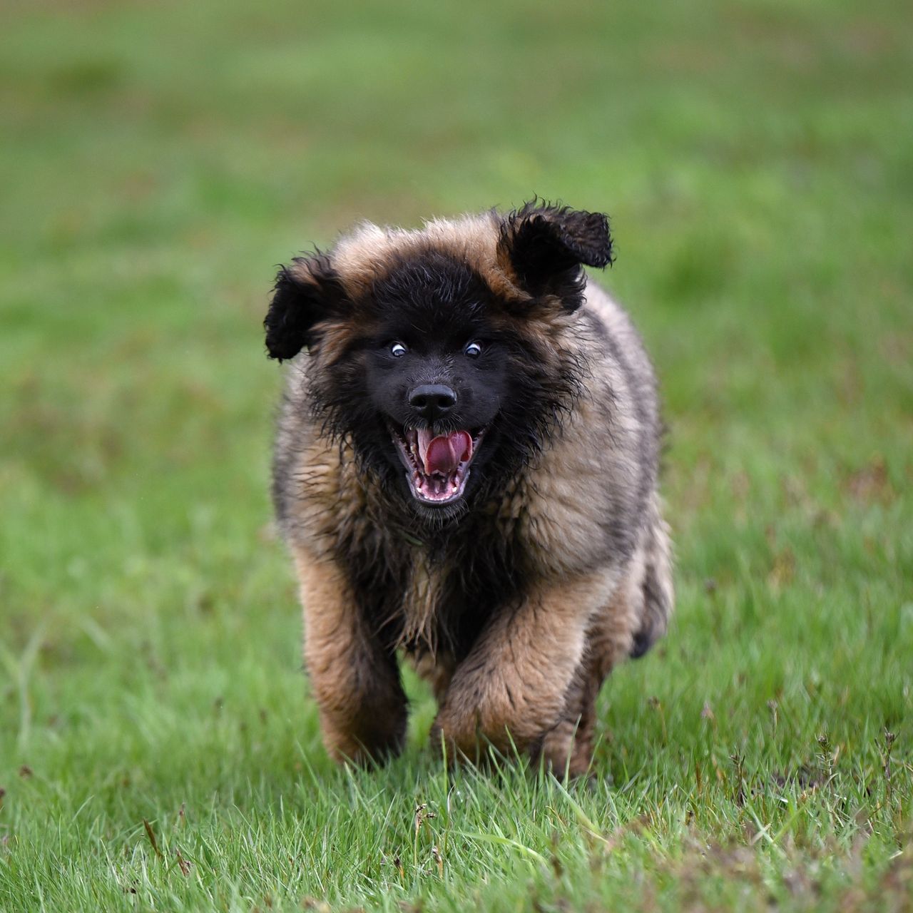 Soutěžní fotografie - Eaton Beta Gruis alias Kulich,  Leonberger