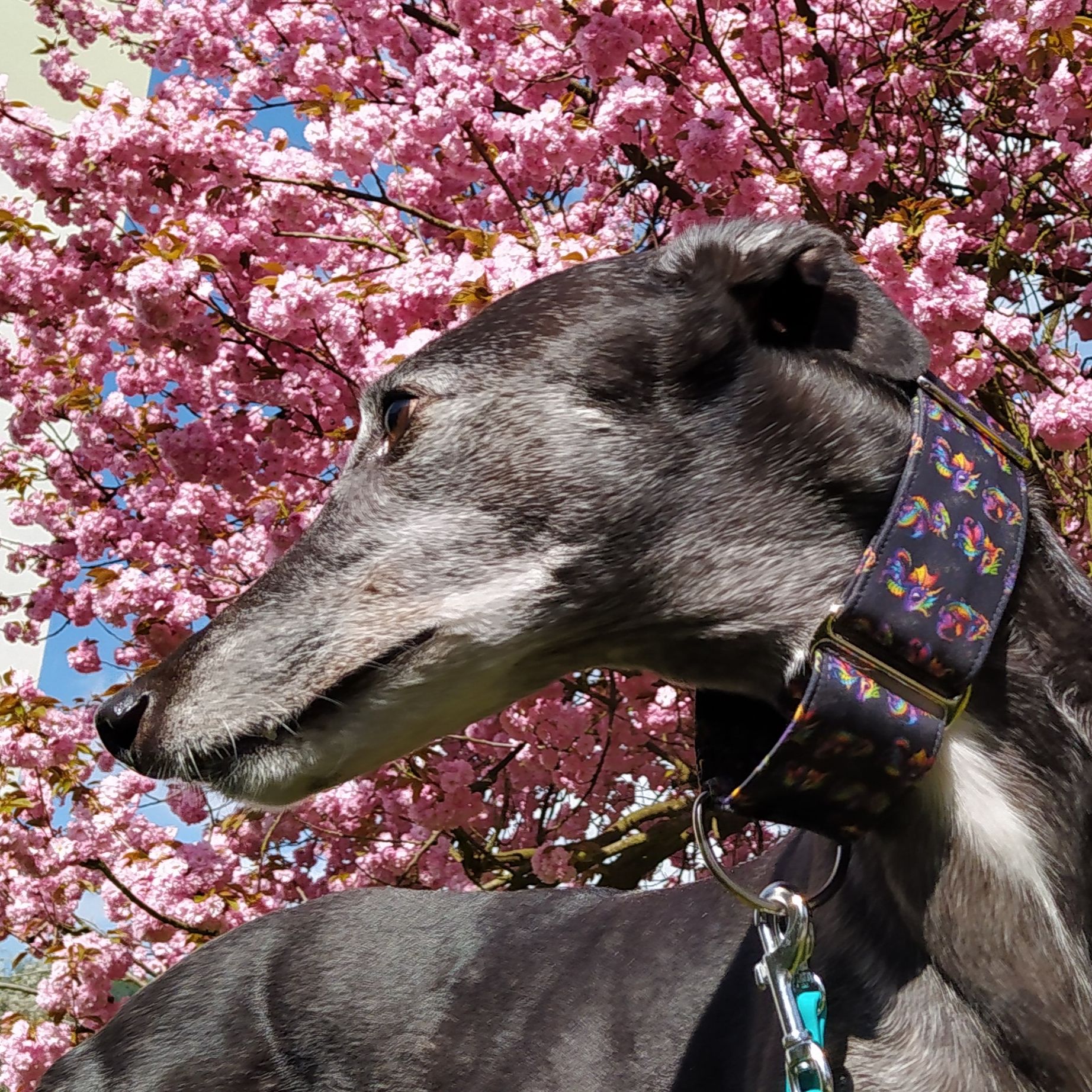 Soutěžní fotografie - Drumík,  Anglický chrt (Greyhound)
