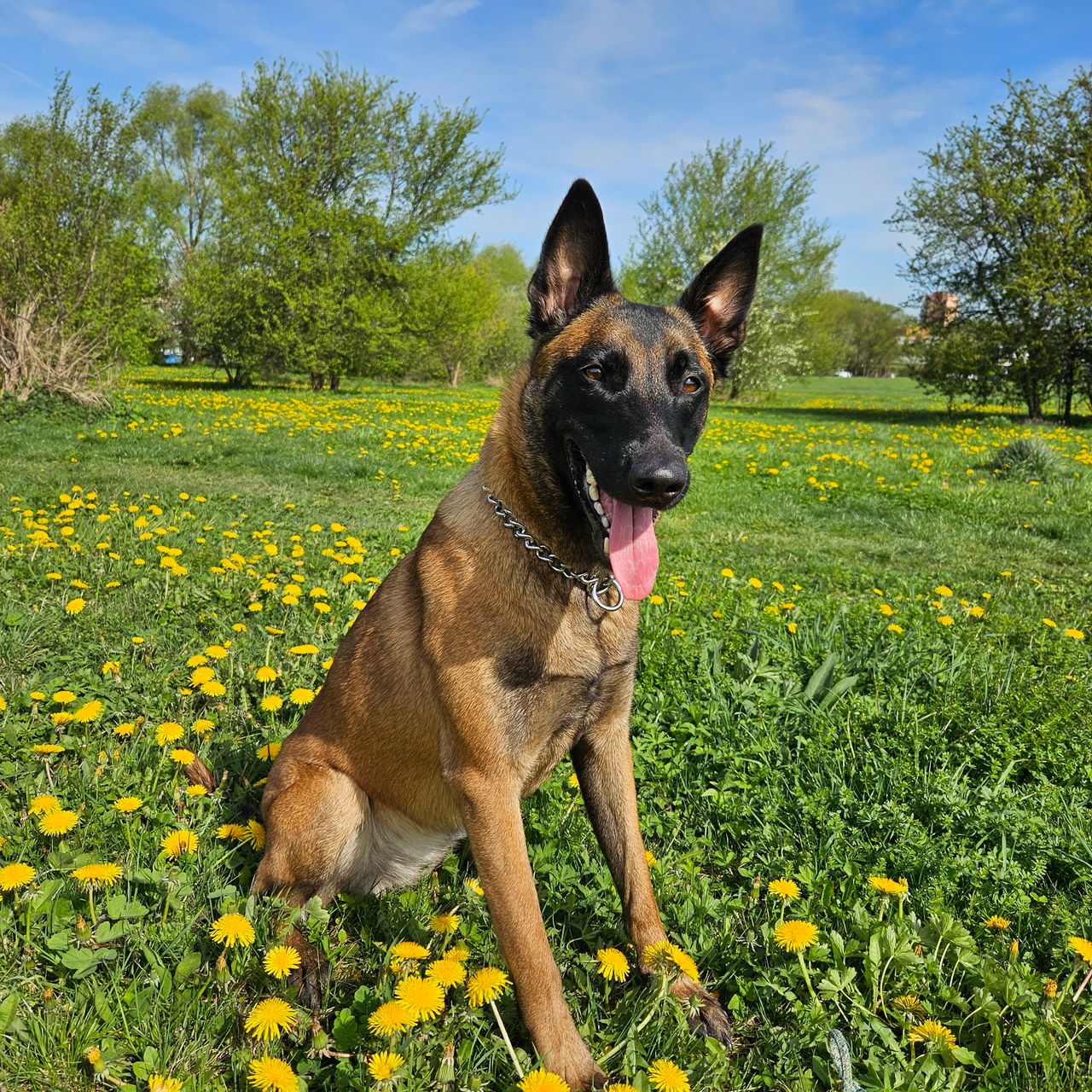 Soutěžní fotografie - Atilla,  Belgický ovčák - Malinois