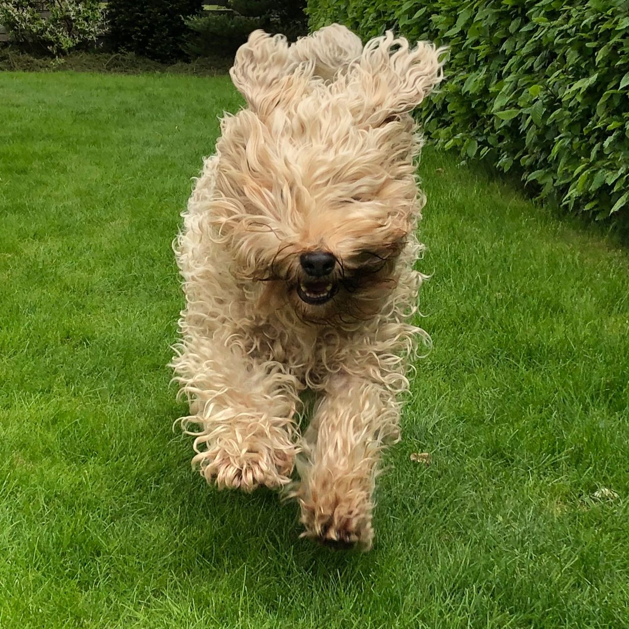 Soutěžní fotografie - Taz,  Irish Soft Coated Wheaten Terrier