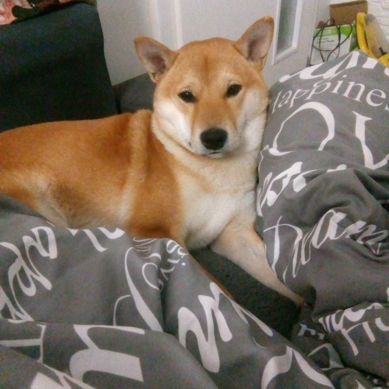 Soutěžní fotografie - Rocky,  Shiba