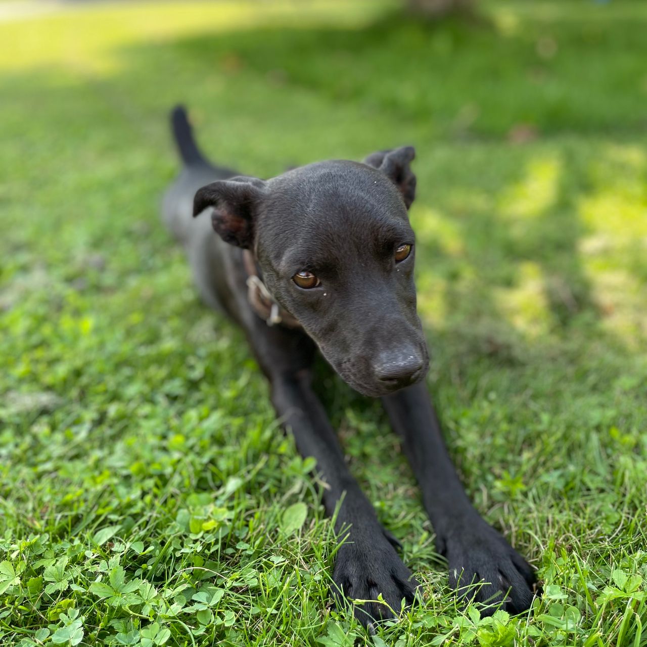 Soutěžní fotografie - Lucky,  Patterdale terier