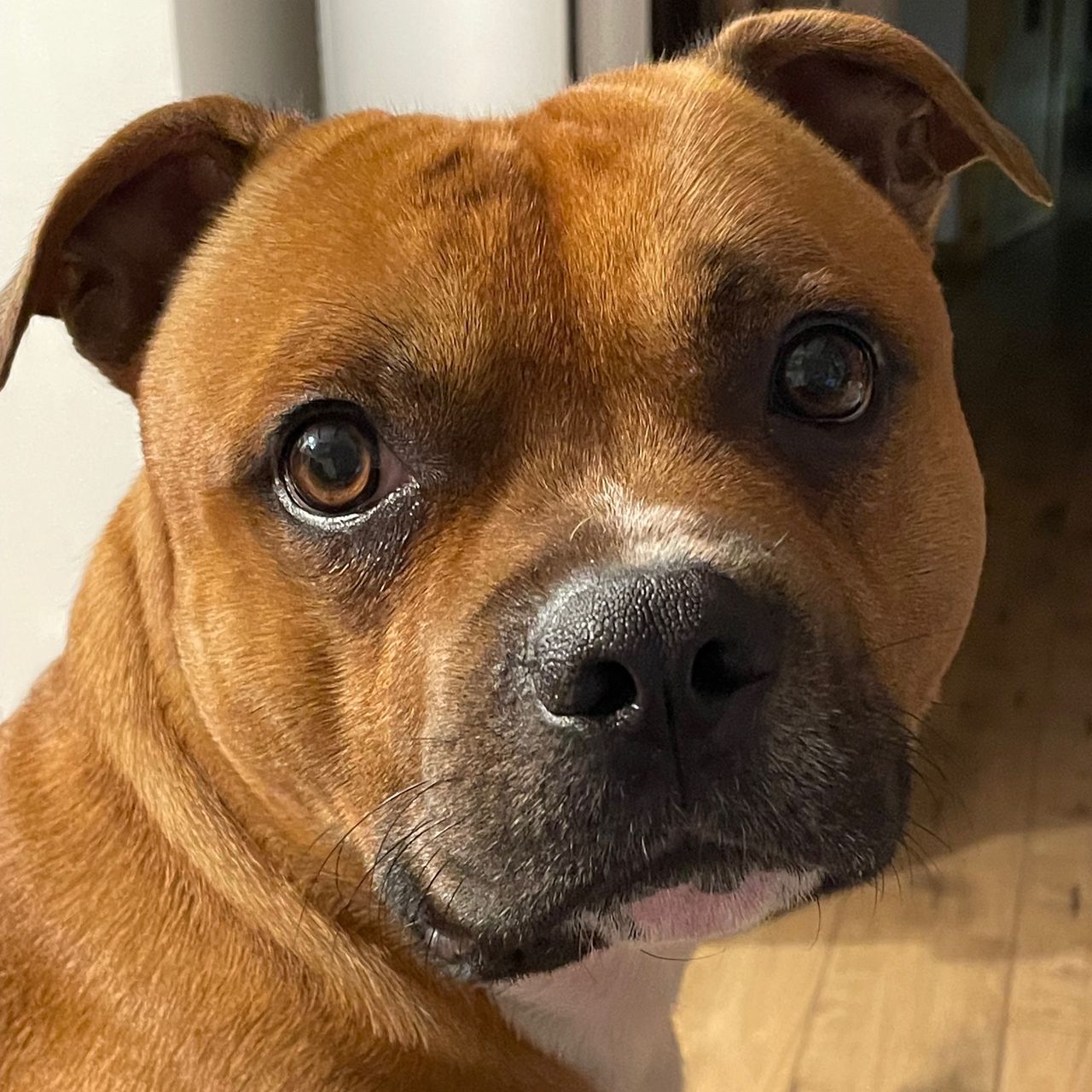 Soutěžní fotografie - Max,  Stafordšírský bullterier