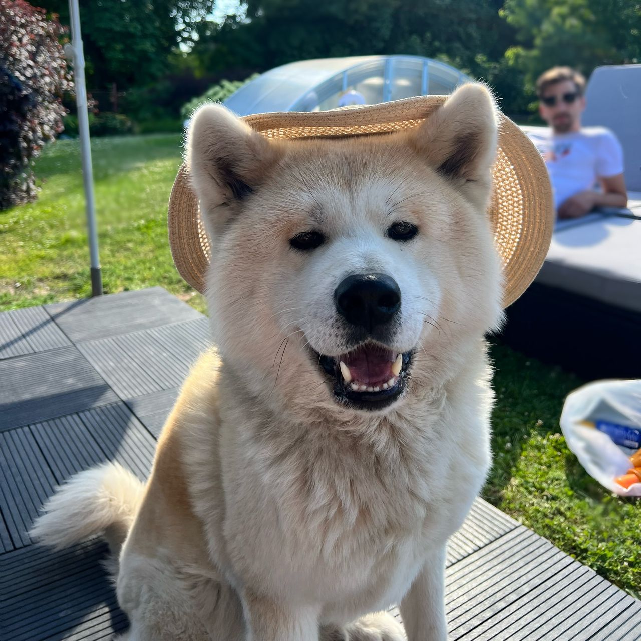 Soutěžní fotografie - Ari,  Akita