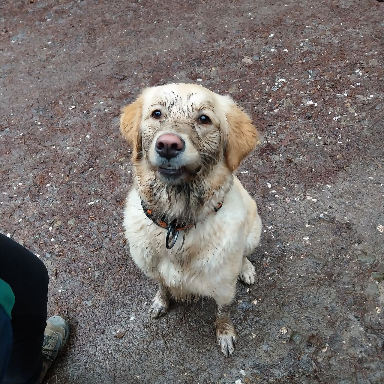 Soutěžní fotografie - Amy,  Zlatý retriever