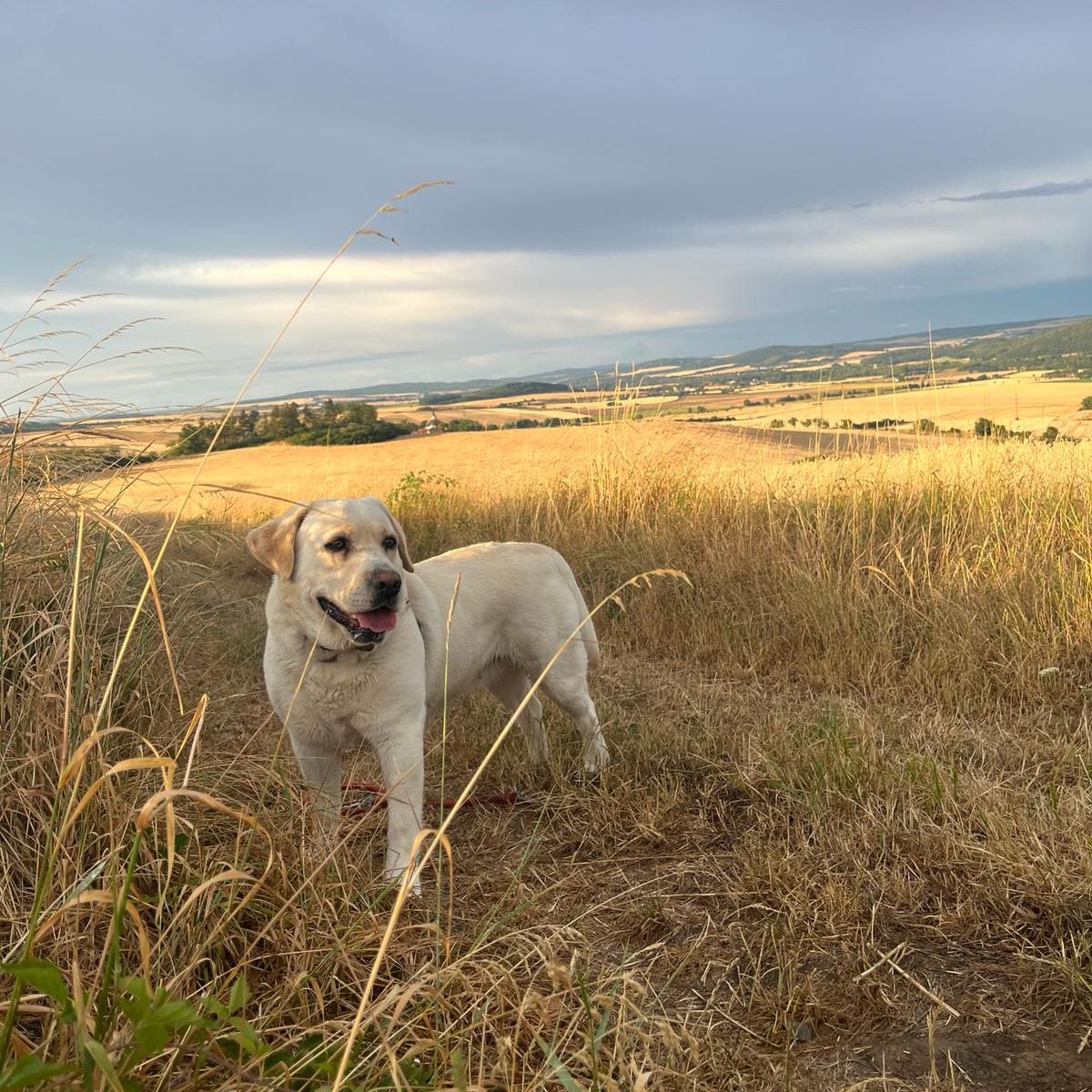 Soutěžní fotografie - Jackie,  Labradorský retriever
