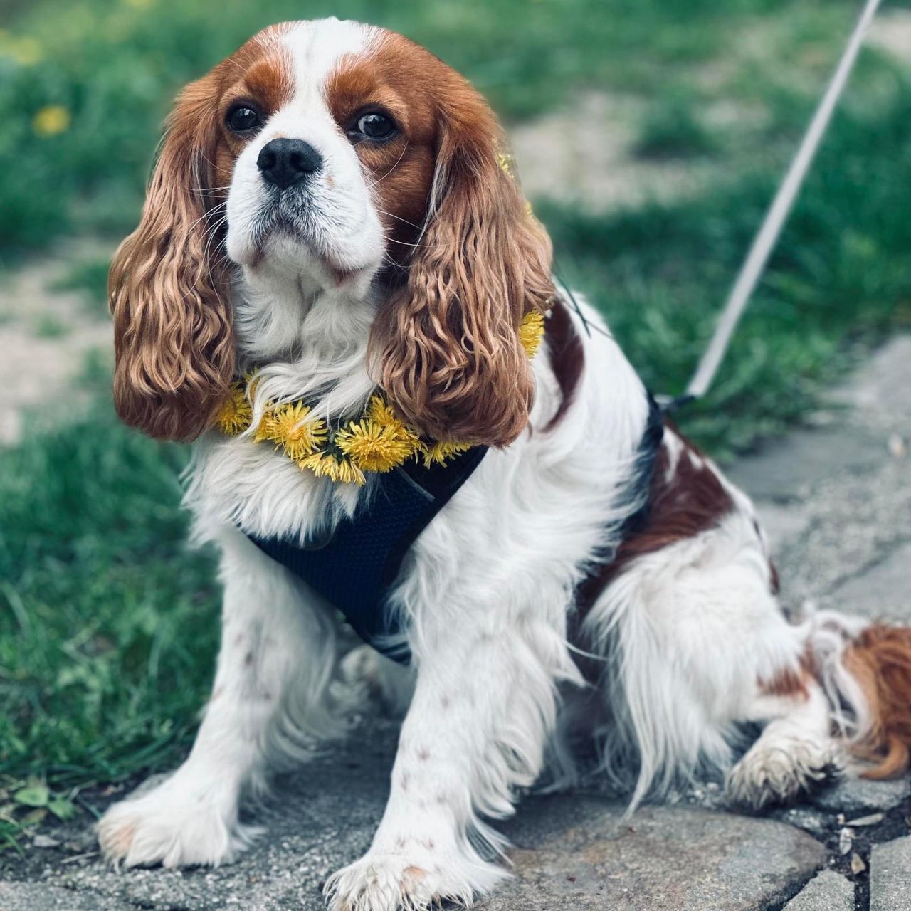 Soutěžní fotografie - Václav,  Kavalír King Charles španěl