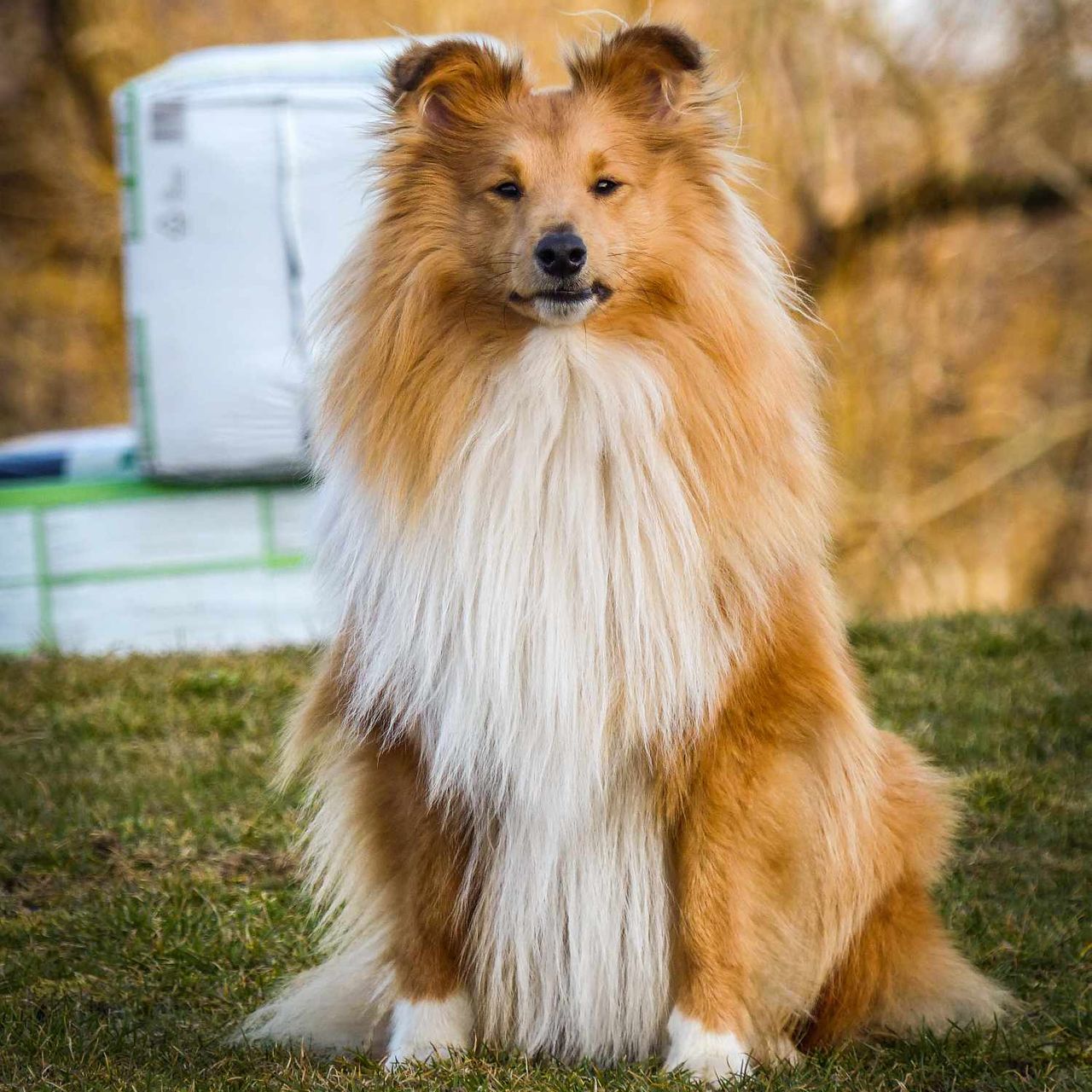 Soutěžní fotografie - Bailey ,  Sheltie