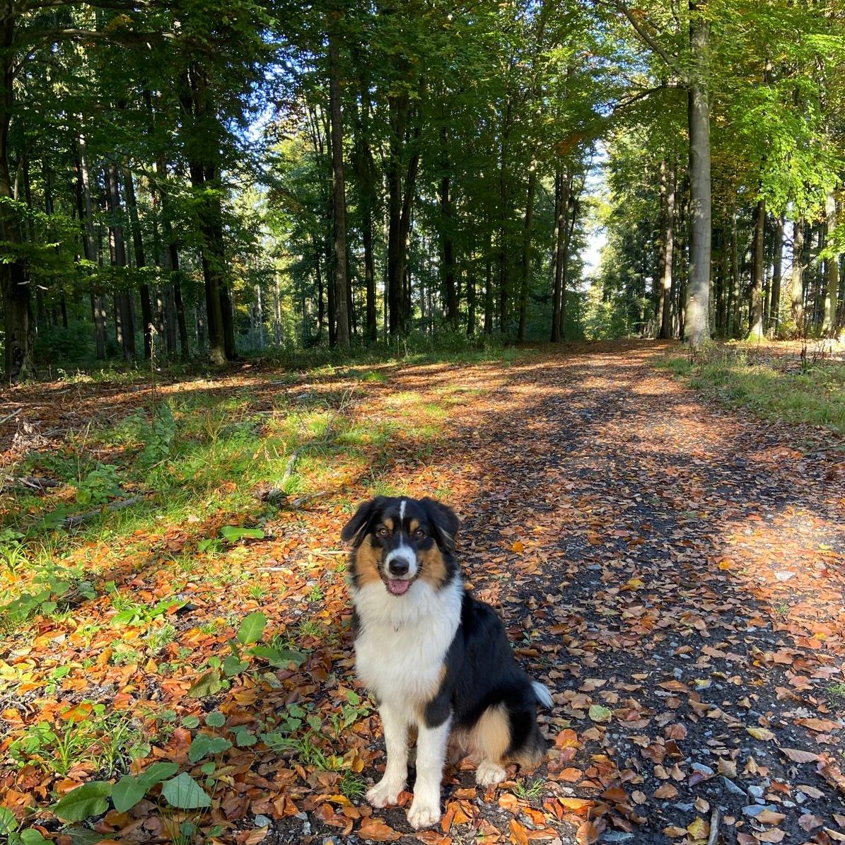Soutěžní fotografie - Daisy,  Australský ovčák