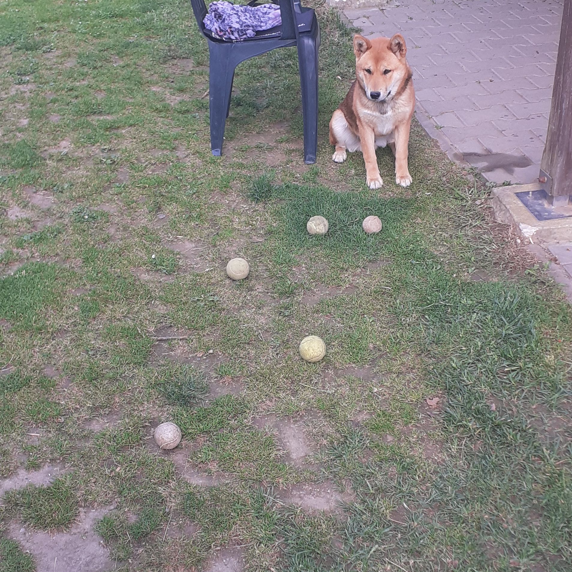 Soutěžní fotografie - Míša ,  Shiba