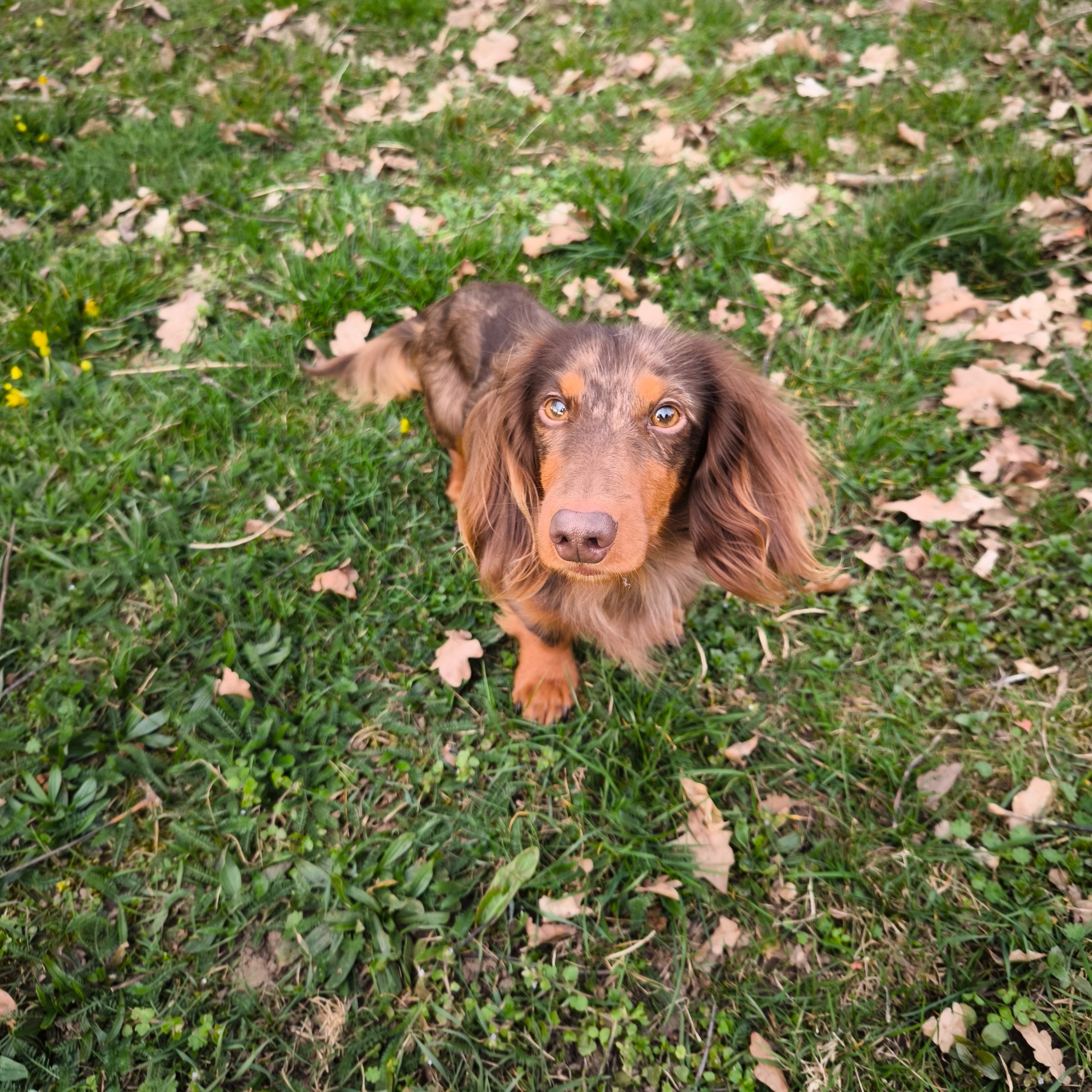 Soutěžní fotografie - Buddy ,  Jezevčík