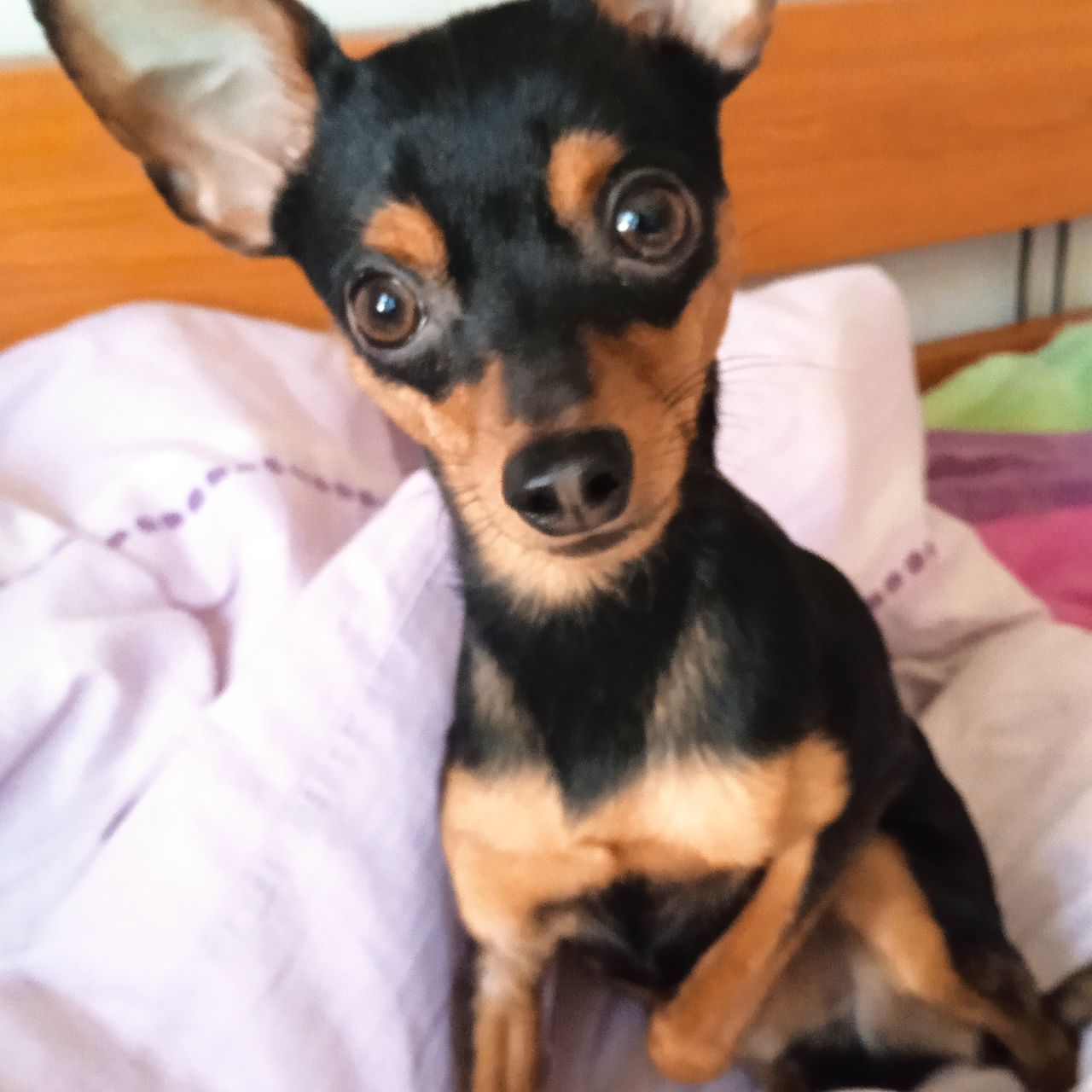 Soutěžní fotografie - Tobi ,  Pražský krysařík