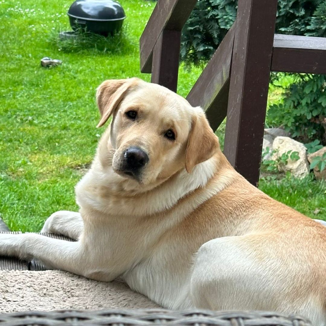 Soutěžní fotografie - Rikin,  Labradorský retriever