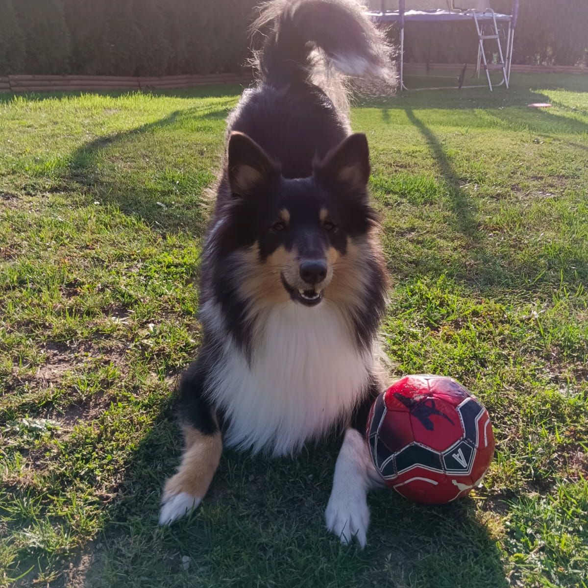 Soutěžní fotografie - Pomněnka ,  Sheltie
