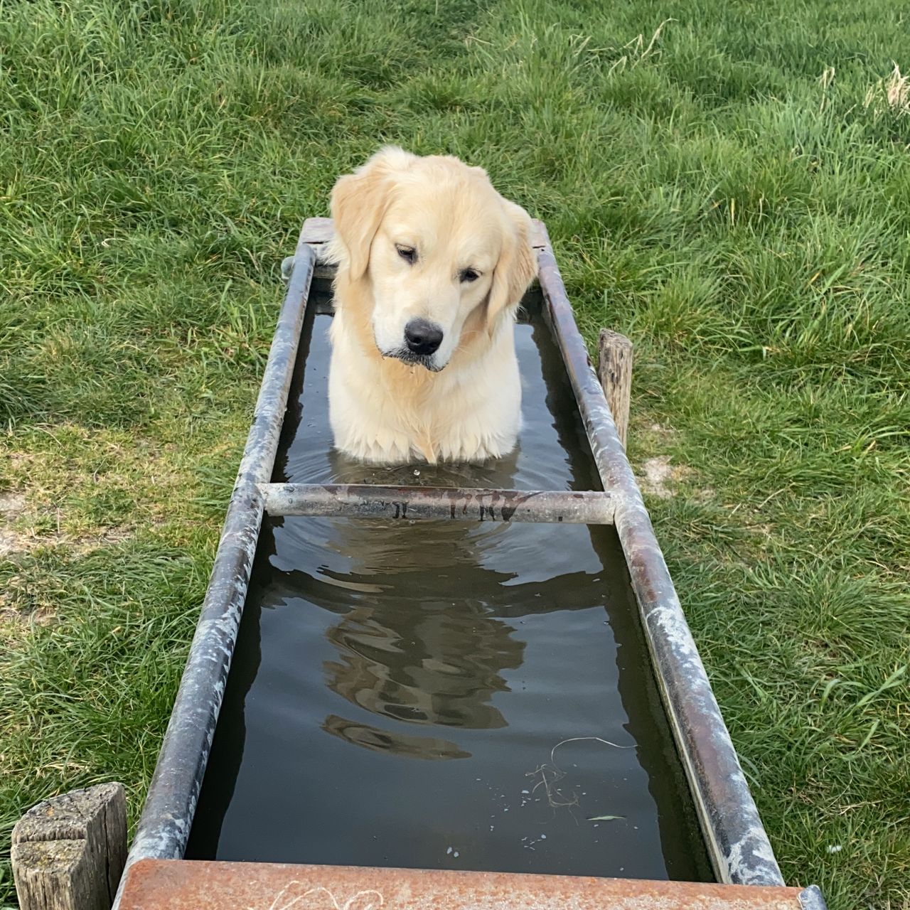 Soutěžní fotografie - Casper,  Zlatý retriever