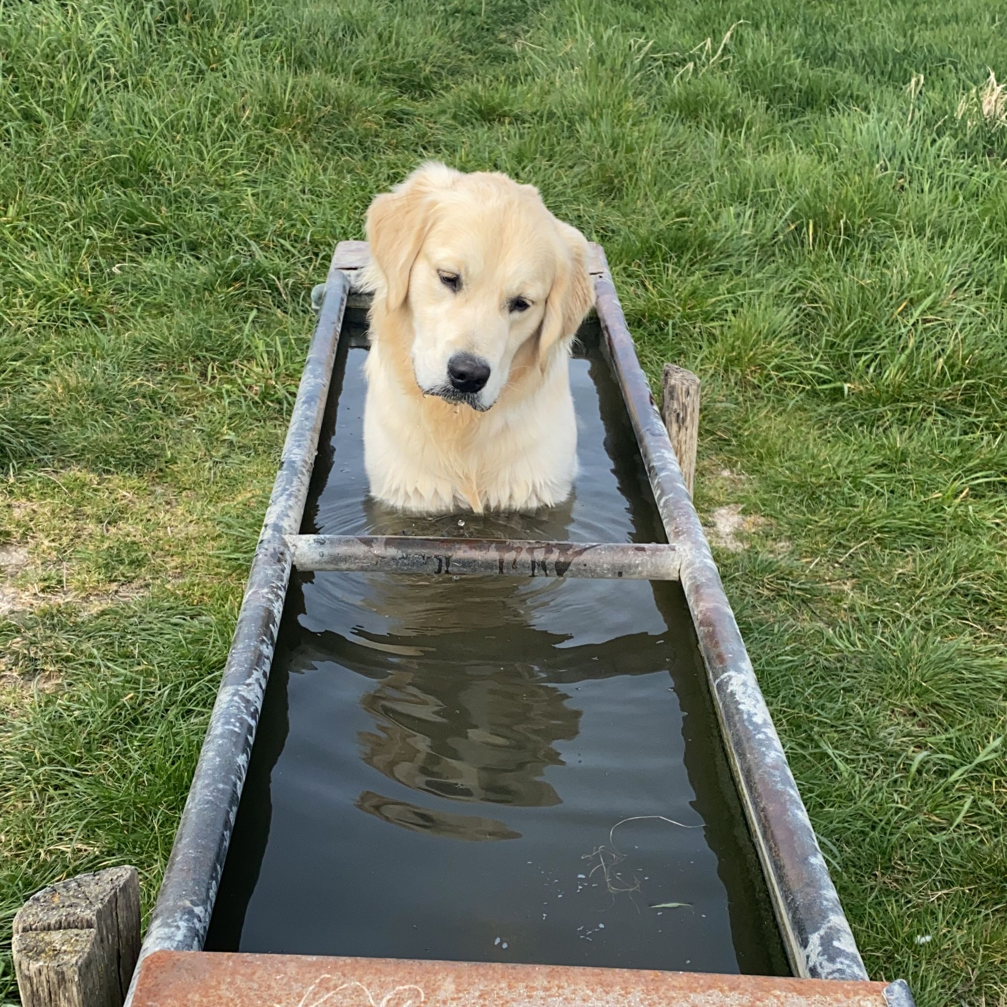 Soutěžní fotografie - Casper,  Zlatý retriever