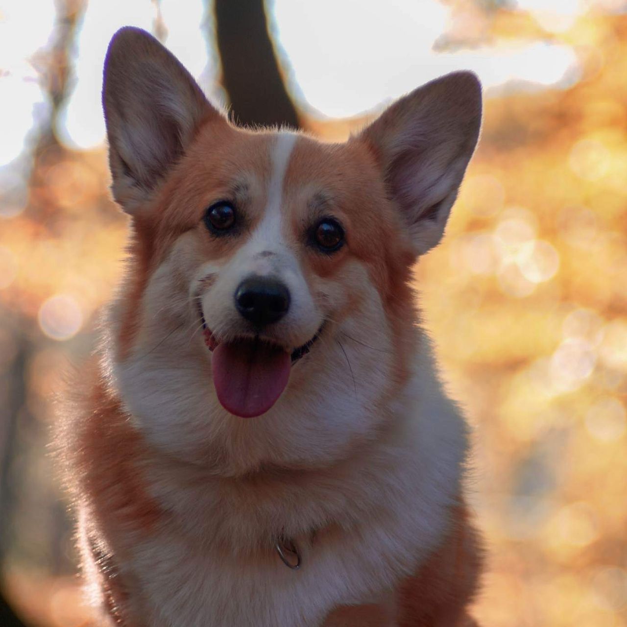 Soutěžní fotografie - Julča,  Welsh Corgi Pembroke