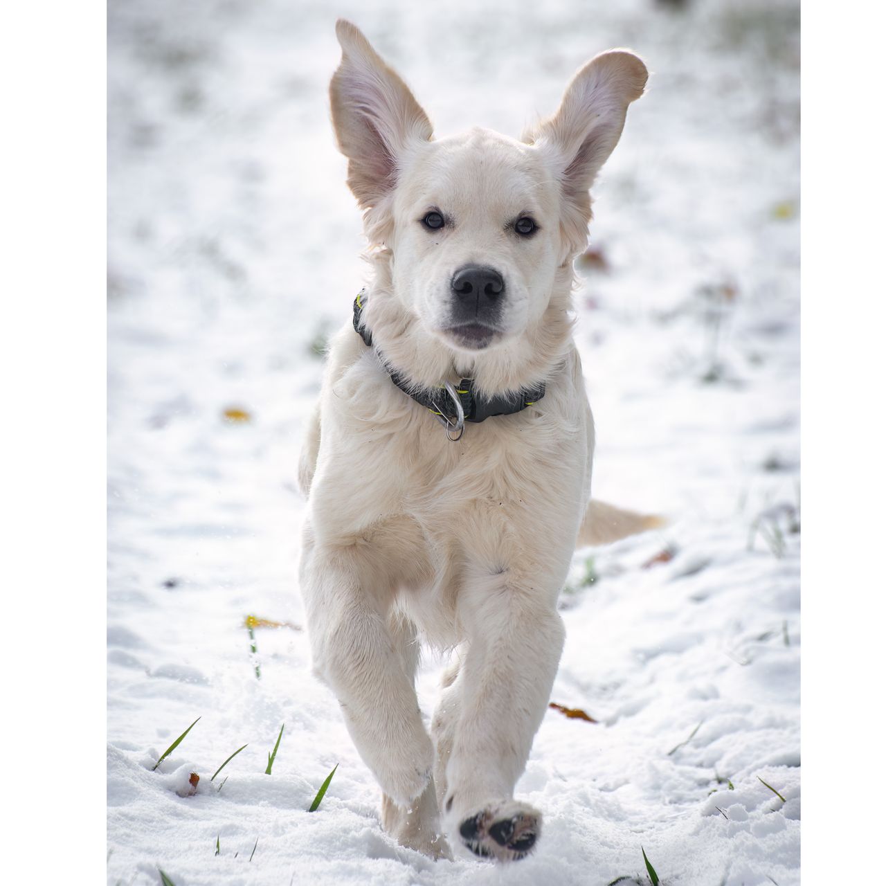 Soutěžní fotografie - Dory,  Zlatý retriever