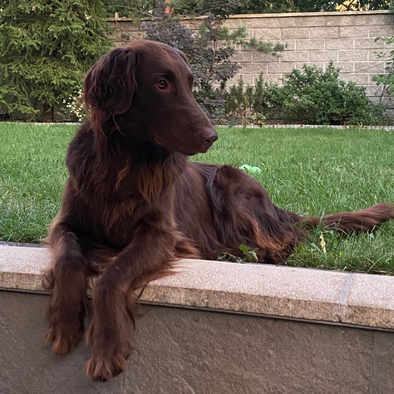 Soutěžní fotografie - Bodie ,  Flat Coated Retriever
