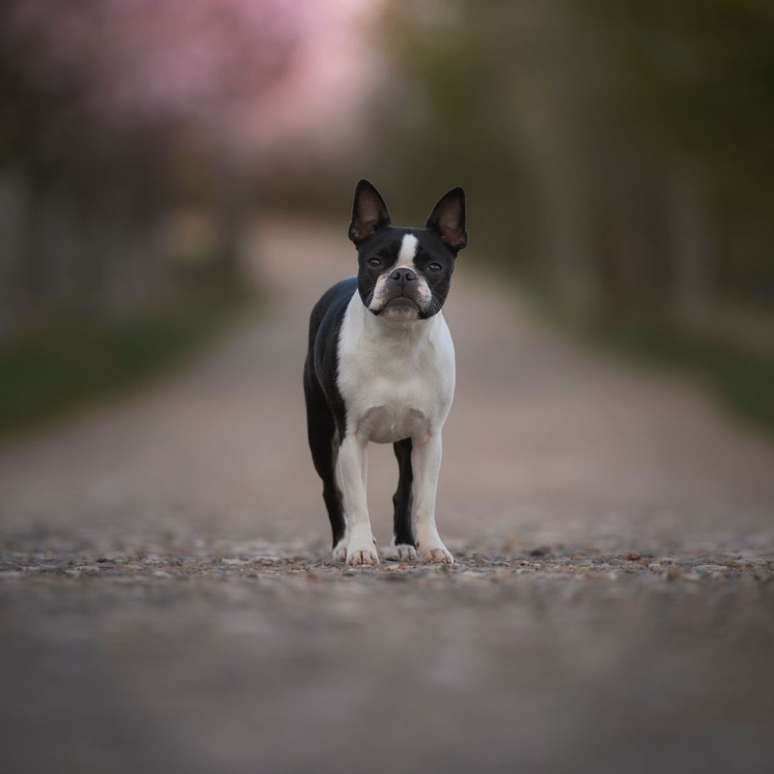Soutěžní fotografie - Bibbi,  Bostonský terier