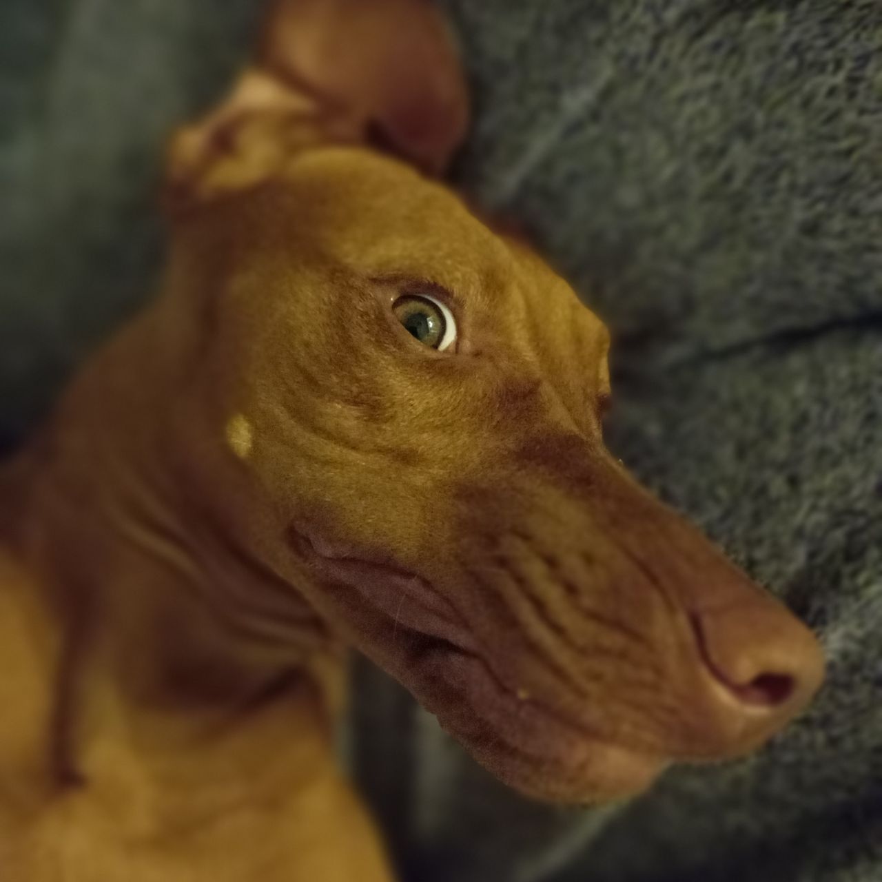 Soutěžní fotografie - Sola,  Maďarský ohař krátkosrstý
