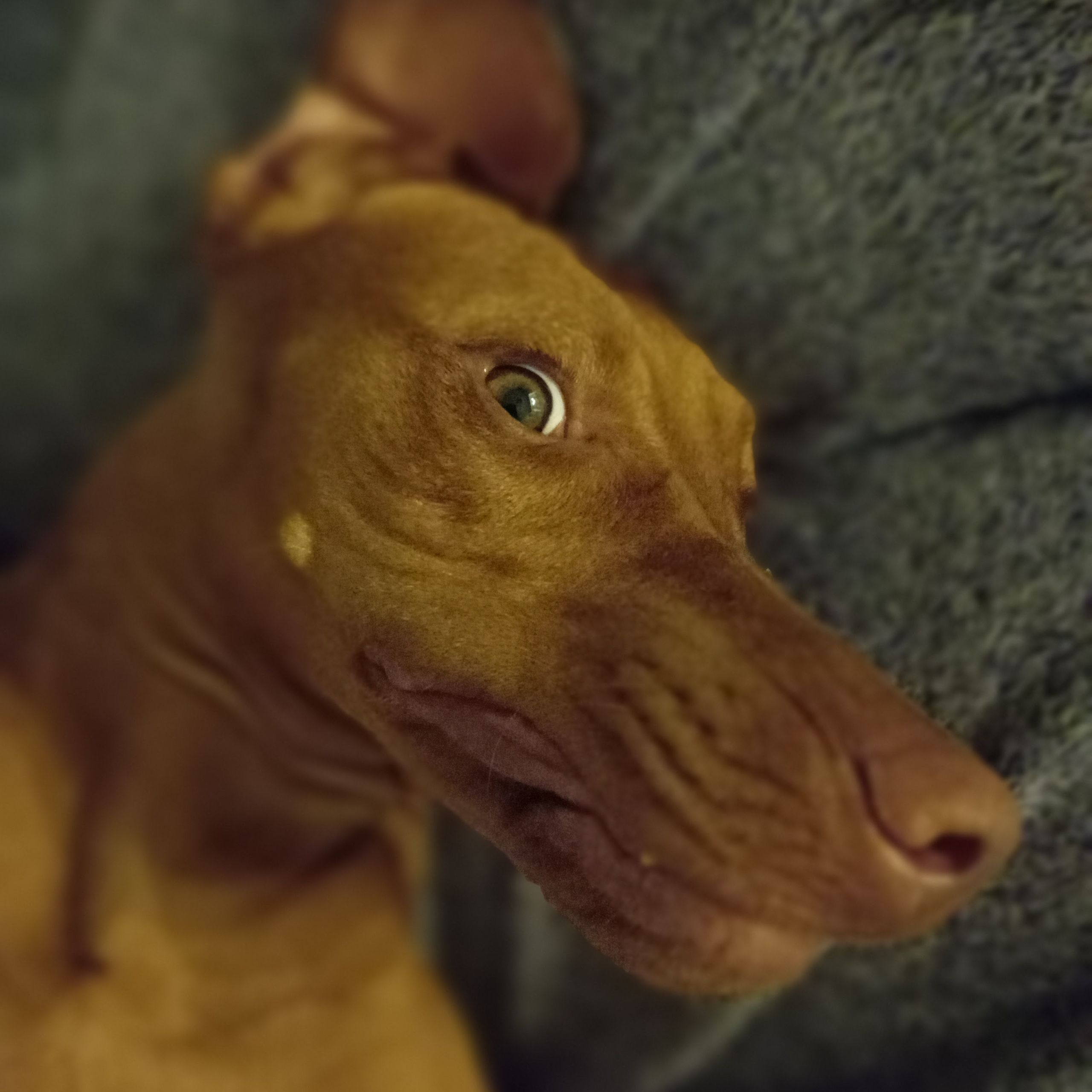 Soutěžní fotografie - Sola,  Maďarský ohař krátkosrstý