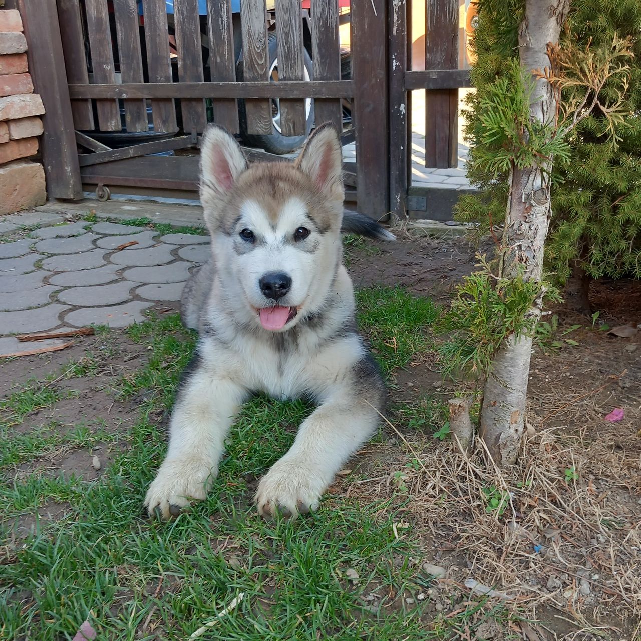 Soutěžní fotografie - Casper,  Aljašský malamut