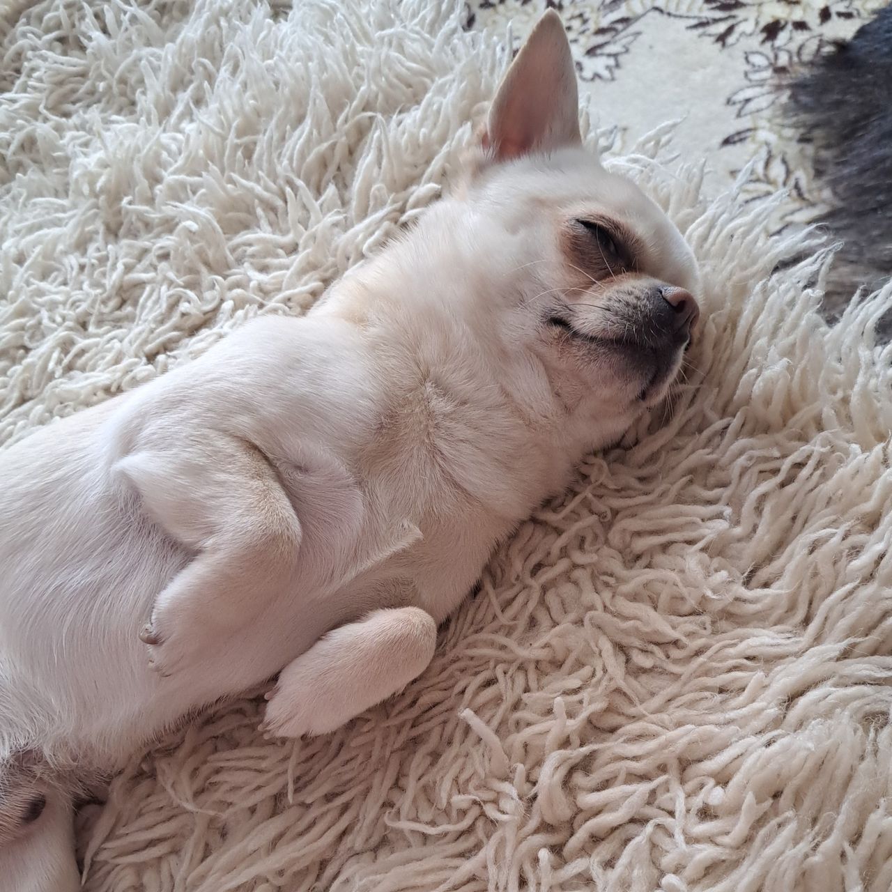 Soutěžní fotografie - Percy,  Čivava krátkosrstá