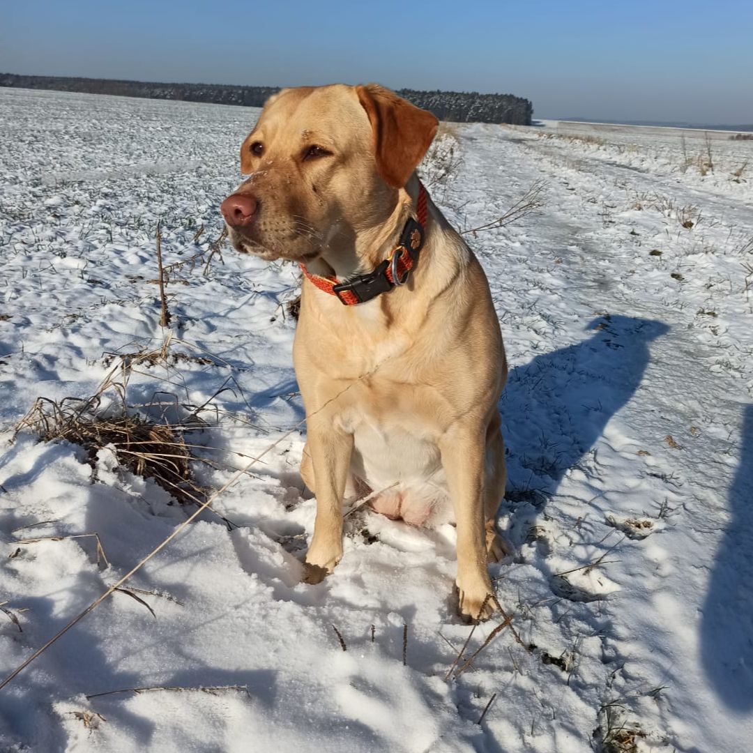 Soutěžní fotografie - ABI,  Labradorský retriever