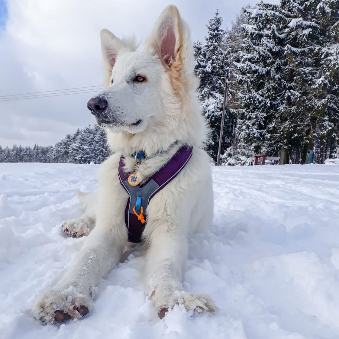 Soutěžní fotografie - Ziggy,  Bílý švýcarský ovčák