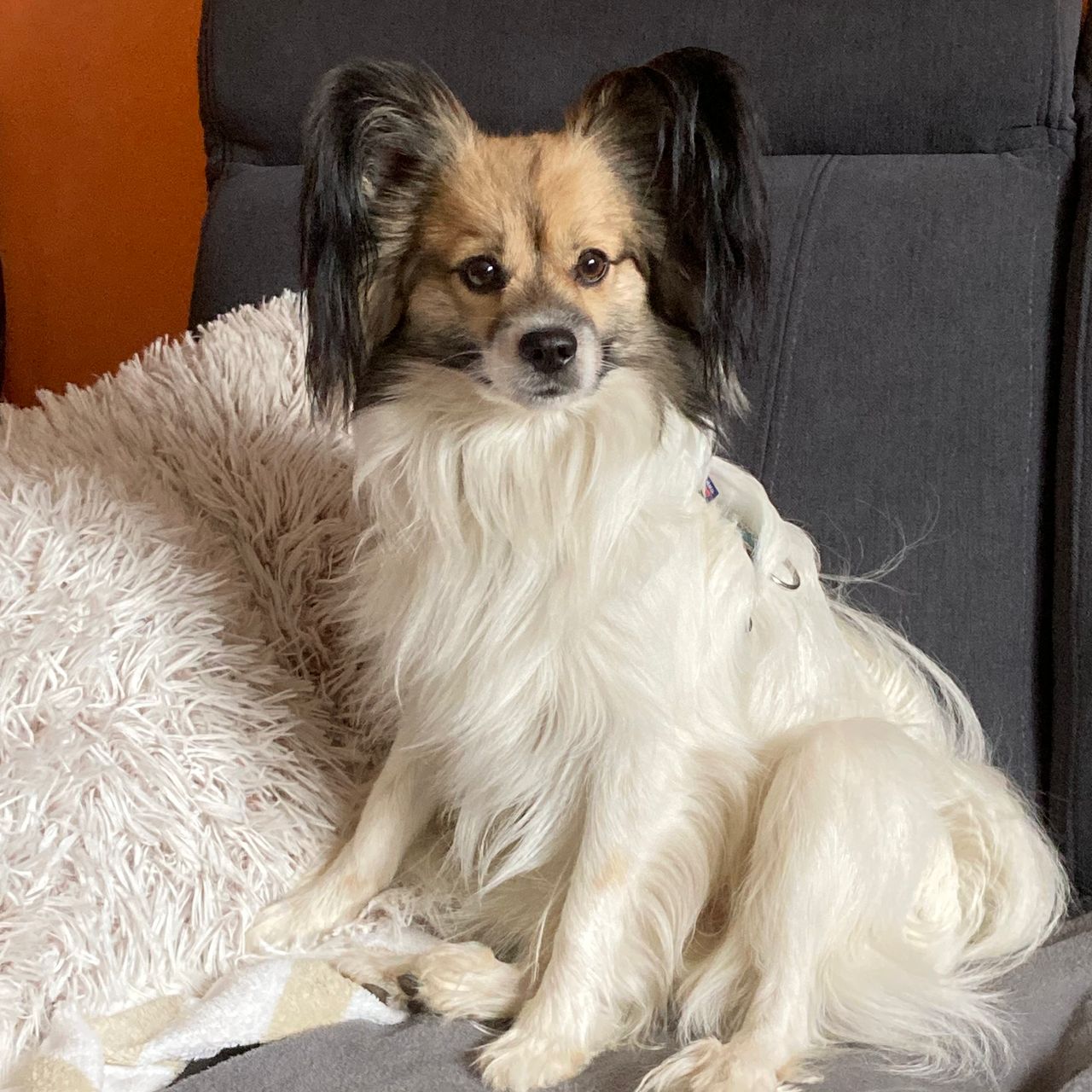 Soutěžní fotografie - Yogi,  Papillon