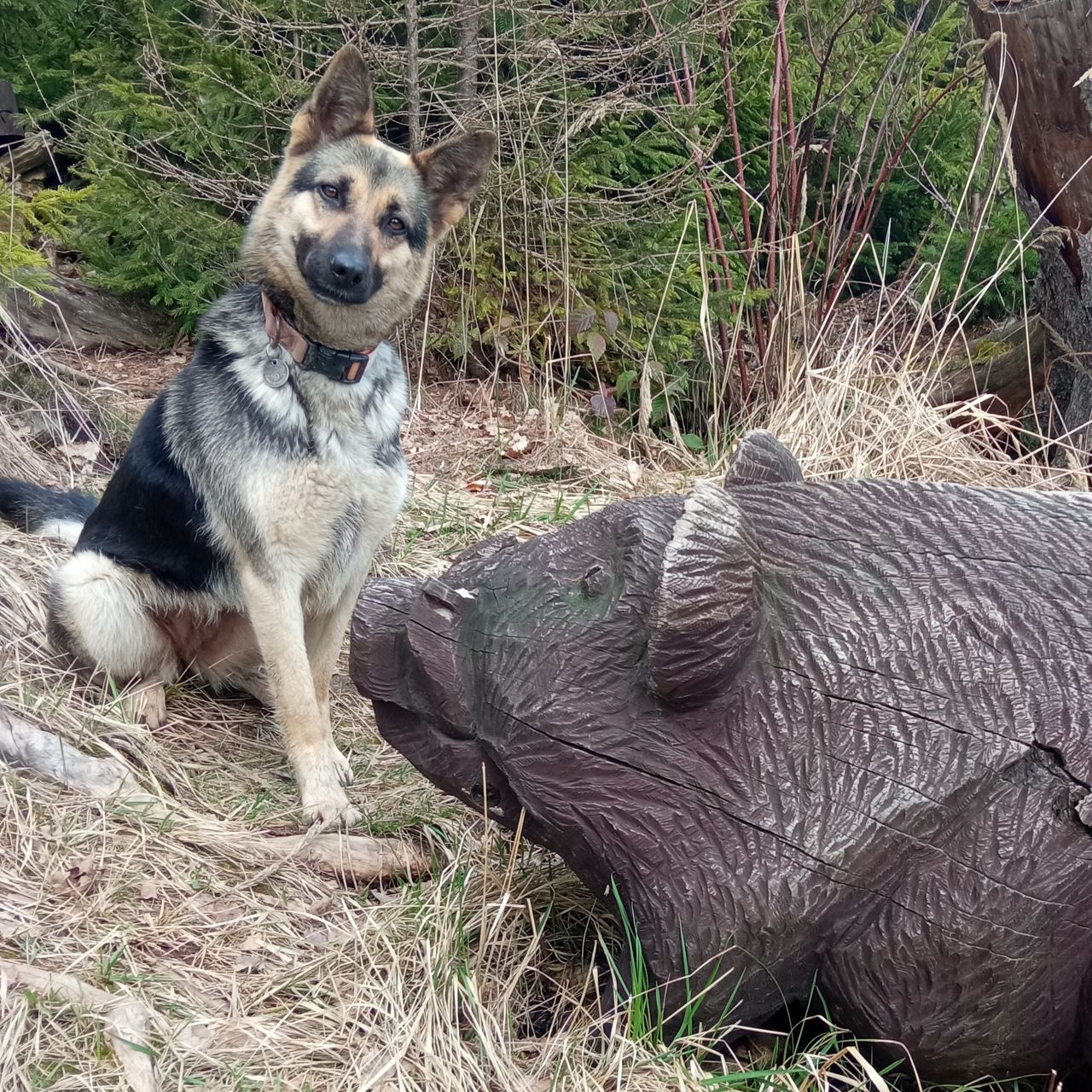 Soutěžní fotografie - ZOE,  Německý ovčák