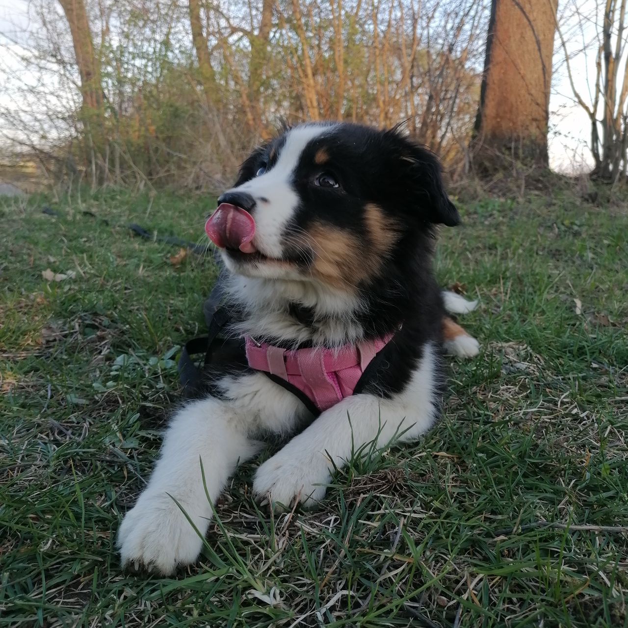 Soutěžní fotografie - Nora ,  Miniaturní americký ovčák