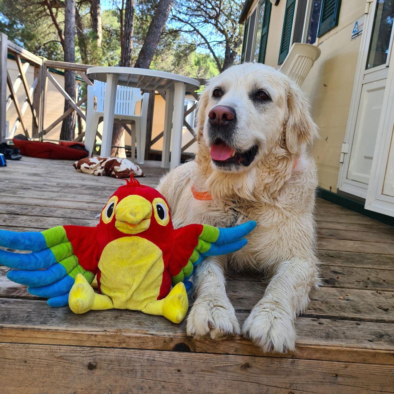 Soutěžní fotografie - Bonnie,  Zlatý retriever