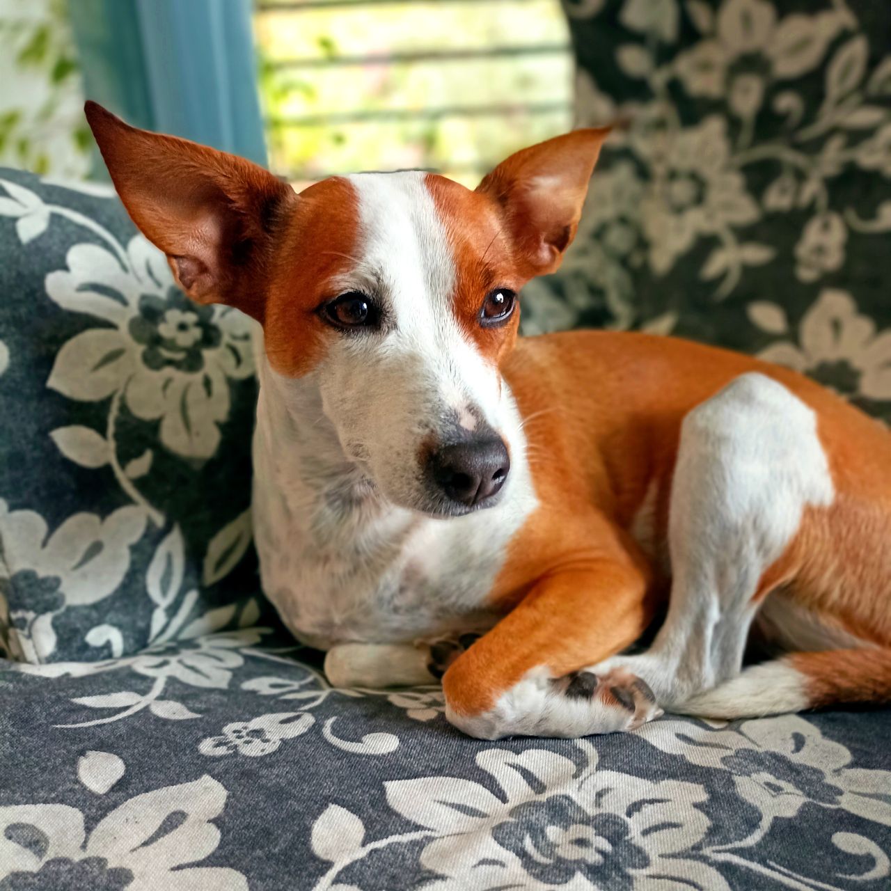 Soutěžní fotografie - Phoebe,  Ostatní