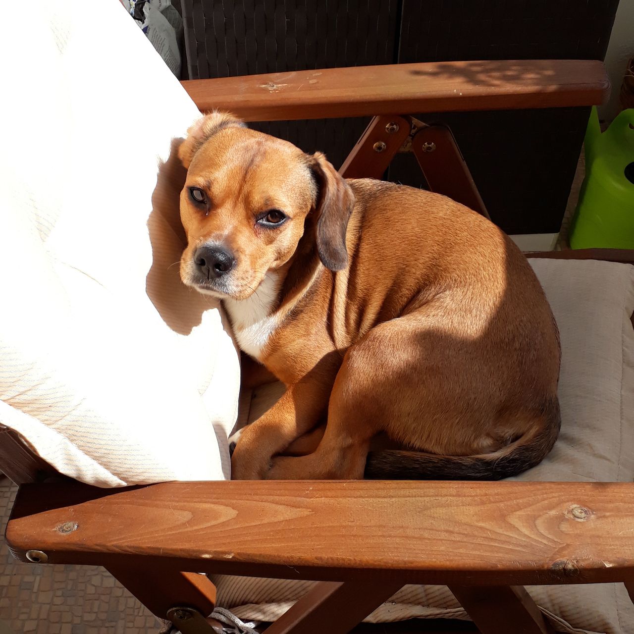 Soutěžní fotografie - Mia,  Beagle