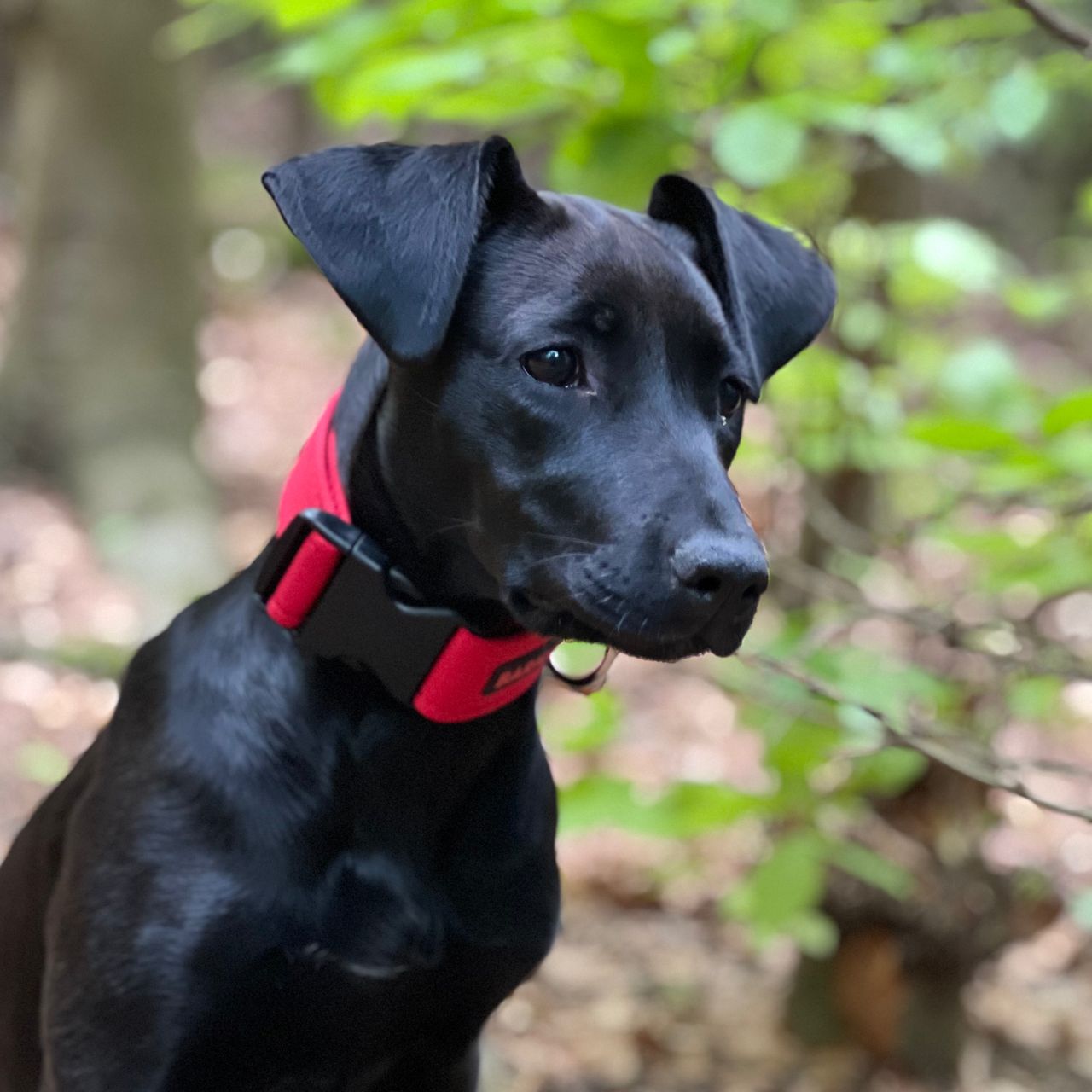Soutěžní fotografie - Dobby,  Ostatní