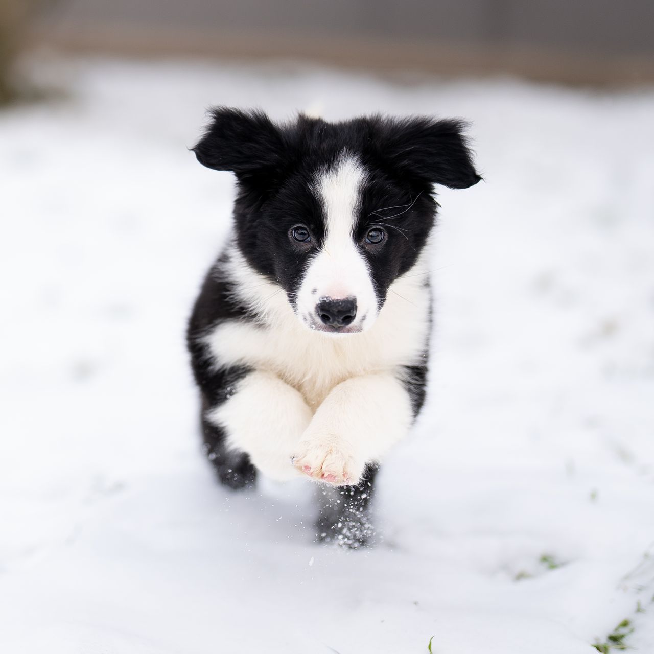 Soutěžní fotografie - Jessie,  Border kolie