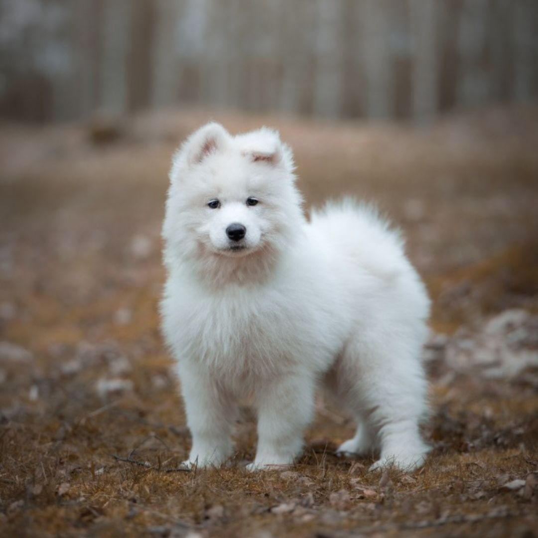 Soutěžní fotografie - Archibald,  Samojed