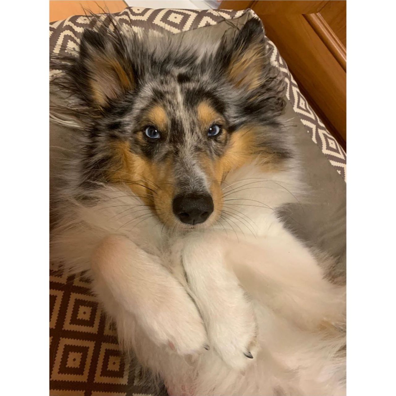 Soutěžní fotografie - Riki,  Sheltie